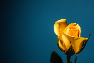 Bright Yellow Rose with fresh vibrant petals