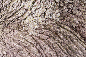 Texture of tree bark or rhytidome like art background