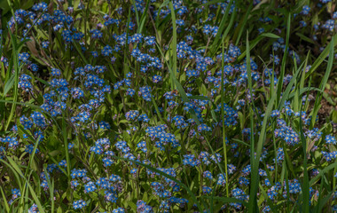 Blue Forgot me not flower with yellow dandelion in green grass