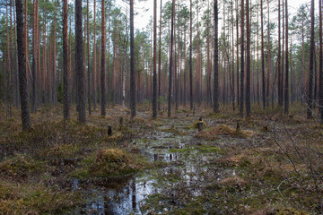 Swampland in sacred forest.