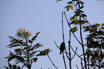 Oiseau dans la ville