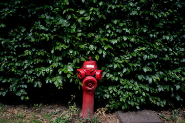 red fire hydrant in a city park 