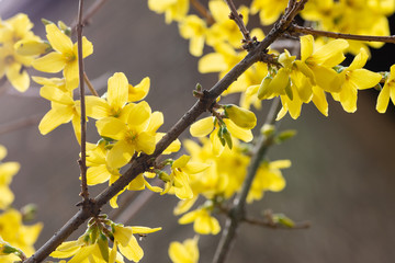 Branches with bright yellow flowers of blooming Early Forsythia. A genus of deciduous flowering shrubs that belong to the olive family Oleaceae.
