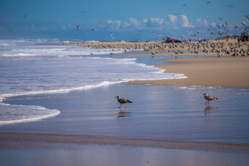 
Seagull on the beach feeding