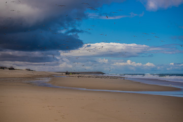 
Seagulls on the beach
