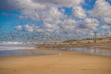 Seagull, Gaivota, 
Bird, p&aacute;ssaros 