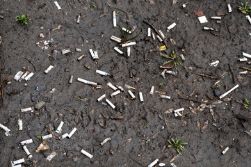 Cigarette butts in the mud on the lawn of the city in the spring after the snow melts. bad habit.