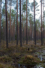 Swampland in sacred forest.