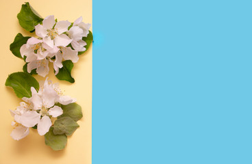 Creative layout with white flowers of apple tree on a pastel background with copy space. Nature background. Season minimal idea.