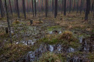 Swampland in sacred forest.