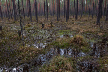 Swampland in sacred forest.