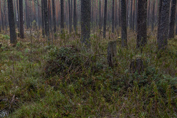 Swampland in sacred forest.