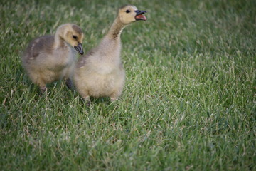 Baby Goslings-Mom He Won't Leave Me Alone