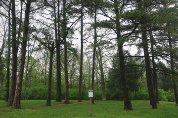 Hammocking Area Trees and Sign