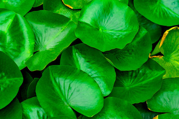 Background with vibrant green lotus leaves. Idyllic green backdrop. Lotus thicket in the pond shoot from top.