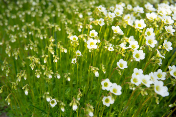 Obraz na płótnie Canvas Closeup Saxifraga arendsii white flower and buds, called also mossy saxifrage with blurred light green background in the spring garden. Selective focus.