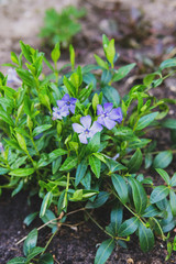 Vinca Minor 