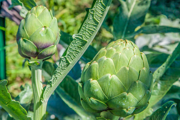 Artichoke Bulb Flower in Garden6