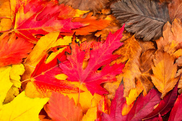 Beautiful red fall leaves. View from above. Autumn background The basis for the postcard.