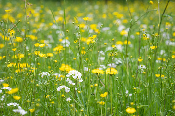 Fototapeta premium blooming dandelion in the meadow