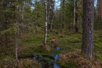 Swampland in sacred forest.