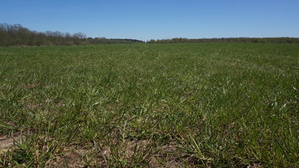 green young grass on a mown field. blue cloudless bright sky