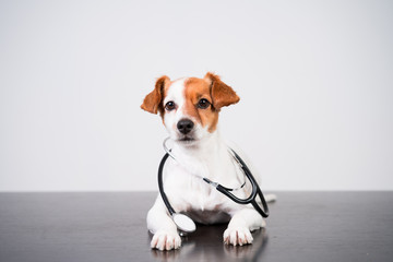 Fototapeta na wymiar cute jack russell dog at veterinary clinic. Holding a stethoscope. Veterinary concept