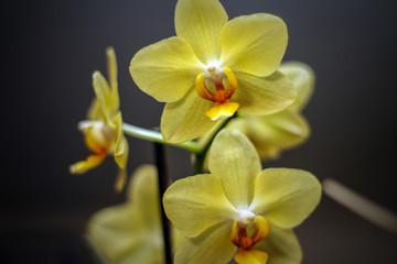 Fototapeta na wymiar Gelbe Orchidee in brachtvoller Blüte.