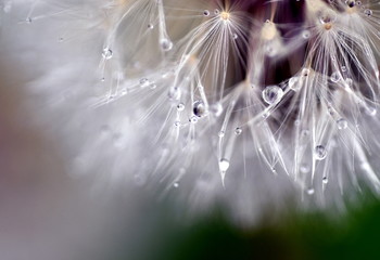 Wassertröpfchen an Pusteblumensamen