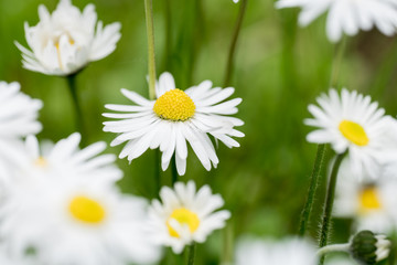 Bellis perenis, daisy in the meadow