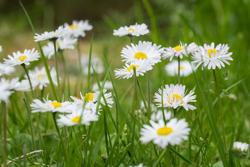 Bellis perenis, daisy in the meadow © jaroslavkettner