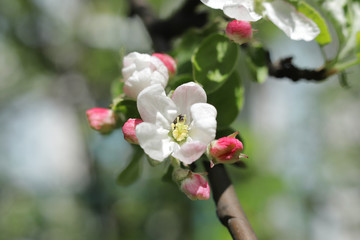 apple trees flower on branch on blue sky bokeh