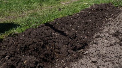 planting a garden. making beds with a hoe. chernozem