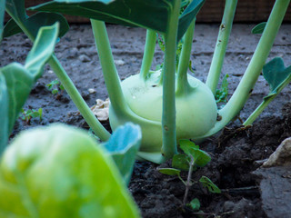 Green Kohlrabi Plant Growing Close-up