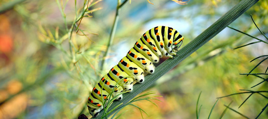 panoramic view of caterpillar of a swallowtail Papilio machaon on fresh green fragrant dill Anethum graveolens in the garden. Garden plant. Caterpillar feeding on dill. butterfly