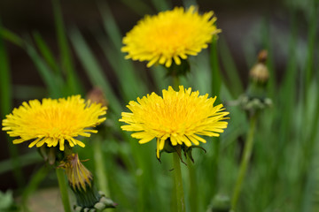 blooming dandelion in the meadow