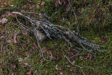 Swampland in sacred forest.