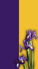 Iris Mockup vertical align. Post blog social media. Top view with blank space. Stylish trendy photography on yellow purple background