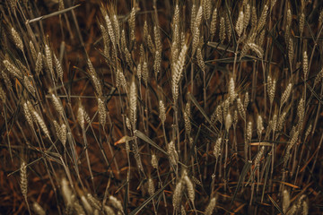 Ears of golden wheat close up. Ripening ears of wheat field background. Rich harvest Concept.