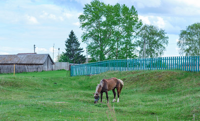 Fototapeta na wymiar lonely horse grazes in the meadow. summer landscape. summer photography. country life