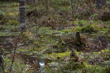 Swampland in sacred forest.