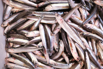 close-up of raw fish placed in a white box for customers to see