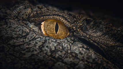 Nile Crocodile Eye