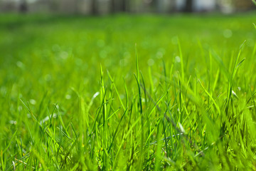 Lush green grass outdoors on sunny day, closeup