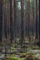 Swampland in sacred forest.