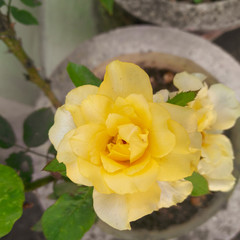 yellow rose in a garden