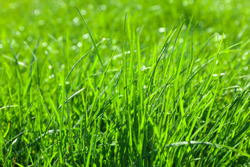 Lush green grass outdoors on sunny day, closeup