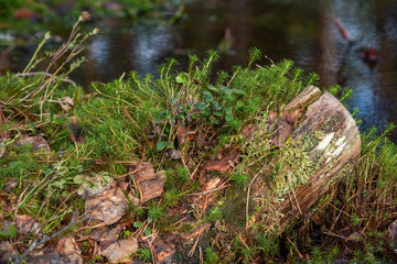 Fototapeta na wymiar Close up of green moss on swampy woodland.
