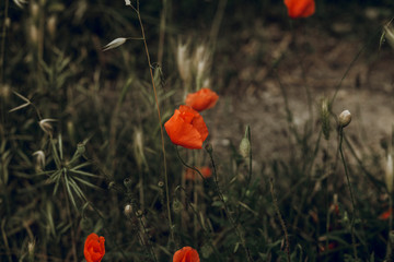 wild poppy flowers with green grass