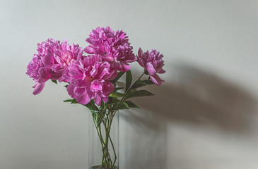 Minimalistic style photo of glass vase with pink peonies on wooden floor with copy space